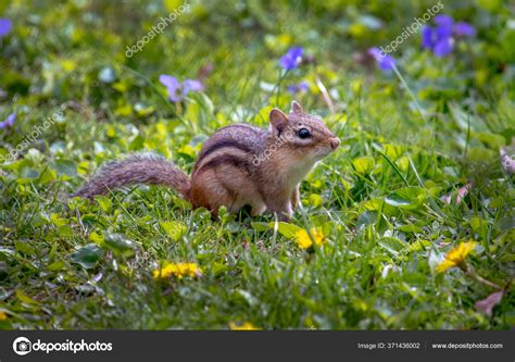 Brown Chipmunk Stripes Poses Colorful Garden Stock Photo by ©inyrdreams ...