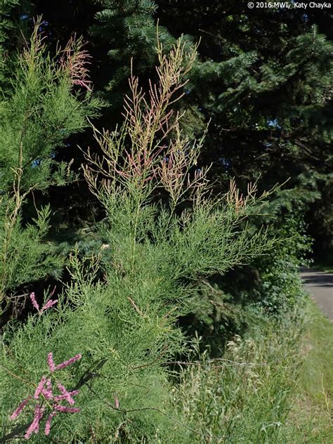 Tamarix Ramosissima Saltcedar Minnesota Wildflowers