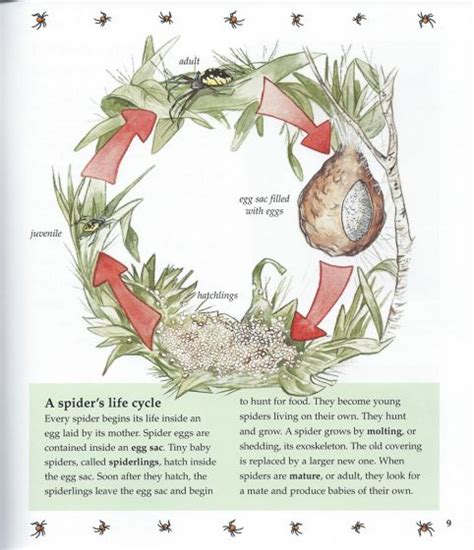 Life Cycle Of A Spider