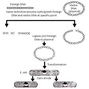 RECOMBINANT DNA TECHNOLOGY Sureden Your Education Partner