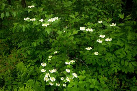 20 Best Native Plants For Connecticut Wikilawn