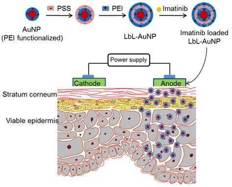 Polymers Free Full Text Biopolymer Coatings For Biomedical Applications