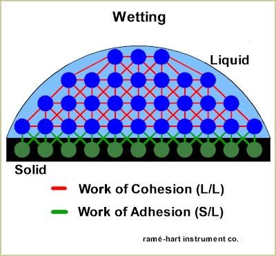 Cohesion Of Water Diagram