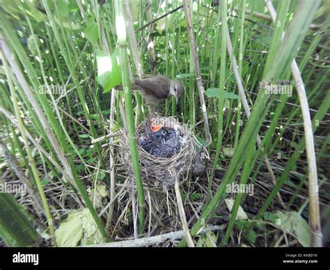 Acrocephalus Palustris The Nest Of The Marsh Warbler In Nature Common