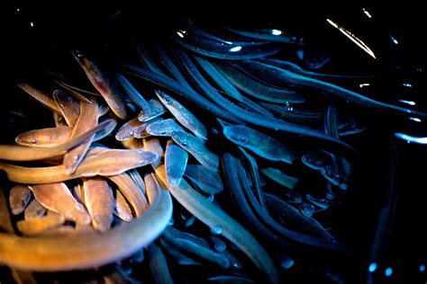 For the Endangered American Eel, a Long, Slippery Road to Recovery