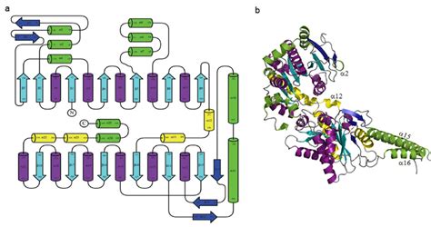 A Good Protein Structure Topology Softwareweb App Researchgate