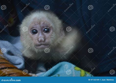 Baby Capuchin In A Cage. Monkey At The Zoo Royalty-Free Stock Photo ...