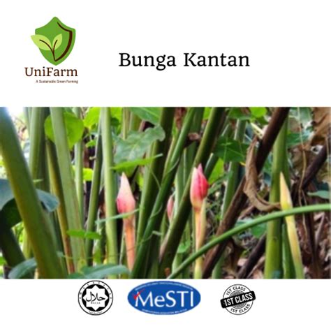 Bunga Kantan Segar