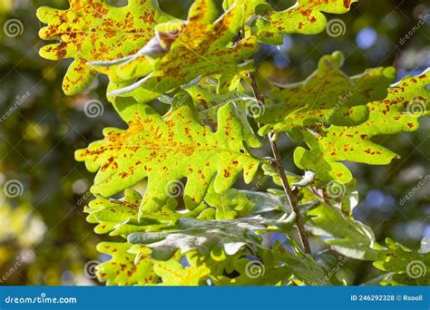 Oak Foliage Turning Yellow In Autumn During Leaf Fall Stock Photo