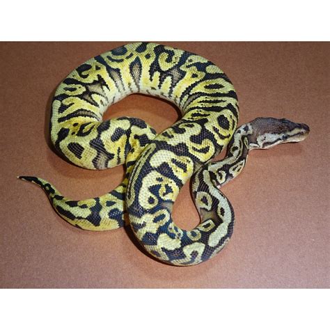 HGW Pastel Ball Python - juvenile - Strictly Reptiles