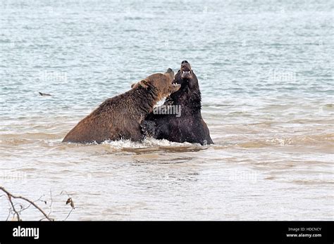 kamchatka peninsula russia Stock Photo - Alamy