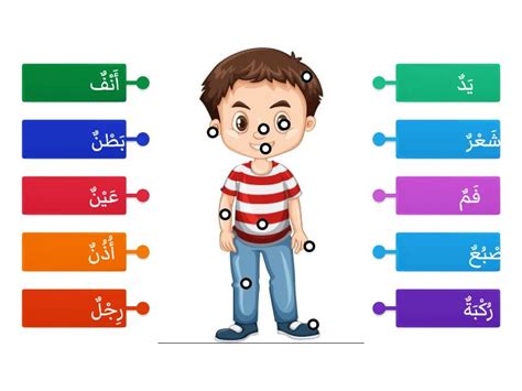 Bahasa Arab Anggota Badan Tahun Labelled Diagram