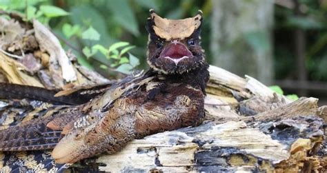 Great Eared Nightjar The Bird That Looks Like A Baby Dragon