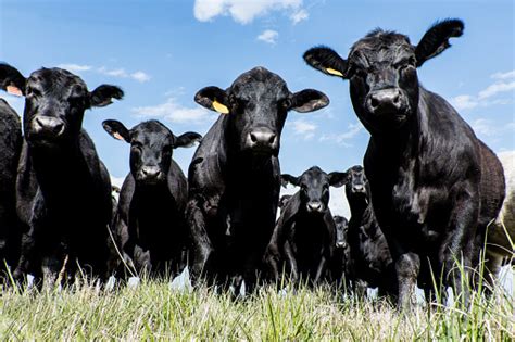 Black Angus Herd Low Angle Stock Photo Download Image Now Istock