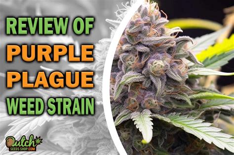 Purple Plague Marijuana Strain Information and Review - DSS