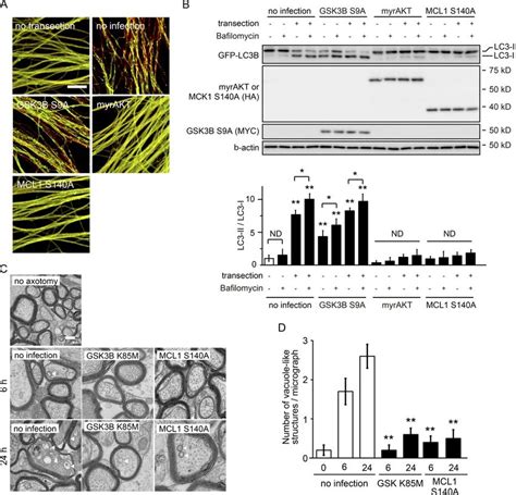 Gsk3b Mediated Phosphorylation Of Mcl1 Leads To Activation Of Axonal