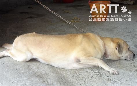 台灣動物緊急救援小組 救援後續 高雄遭虐養鐵鏈陷頸犬