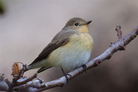 Raridadesrare Birds In Portugal Flickr