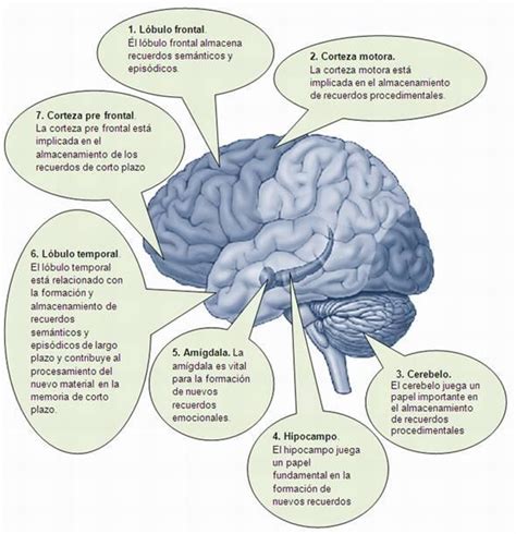 Donde Se Guardan Los Recuerdos Brainly Lat