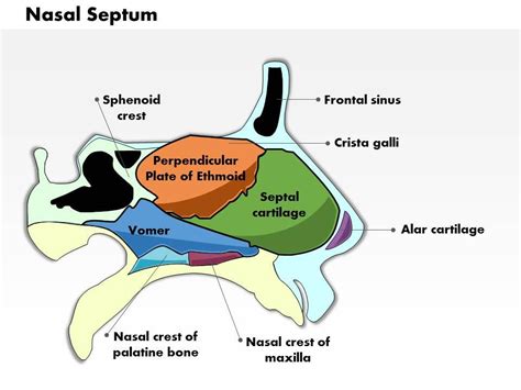 Septal Cartilage