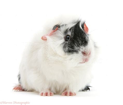 Black-and-white Guinea Pig photo WP19852