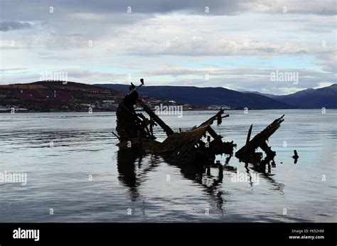 Beautiful Big Black Cormorant Birds Sitting On A Old Wooden Ship Wreck