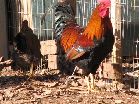 Welsumer Roosters Are Very Different From The Hen They Have Large Tail