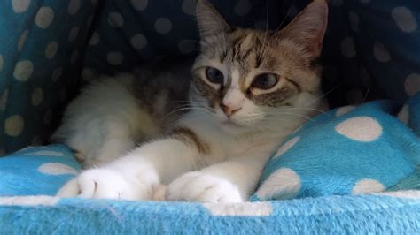 Our Story – Change One Life Cat Sanctuary