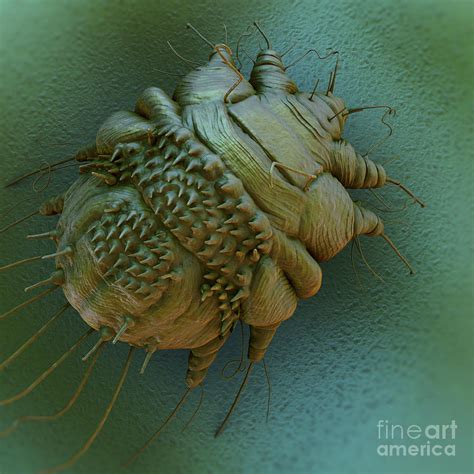 Scabies Mite By Science Picture Co Ubicaciondepersonascdmxgobmx