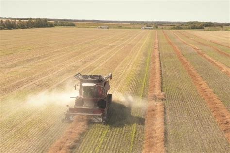 Harvest management | Canola Encyclopedia