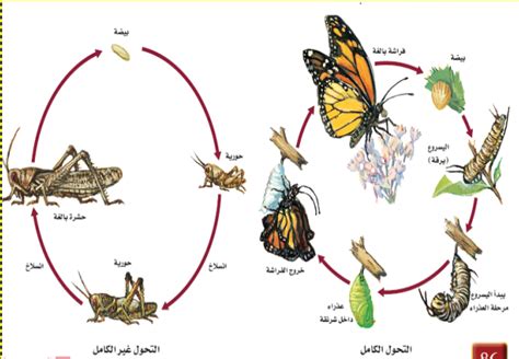 كم عدد مراحل التحول الكامل مدونة المناهج التعليمية