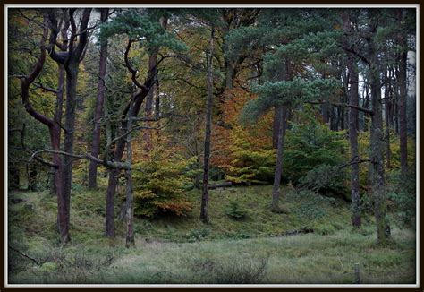 Mixed Woodland Bryn Diliw Ceredigion Andrew Hill Flickr