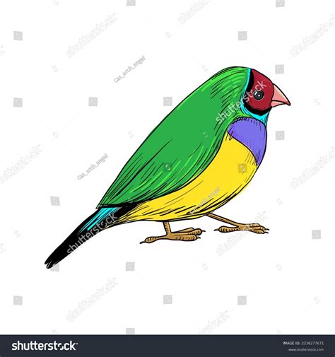 Vector Drawing Bird Gouldian Finch Hand Stock Vector Royalty Free 2236277671 Shutterstock