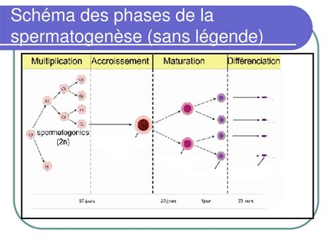 Ppt Physiologie De La Reproduction Chez Lhomme Powerpoint