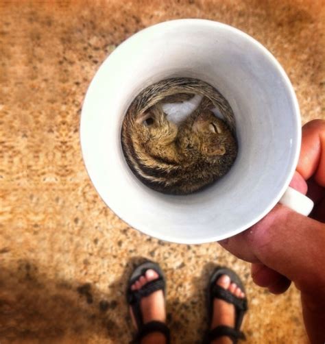 You Cant Digest These 50 Cute Animals In Cups