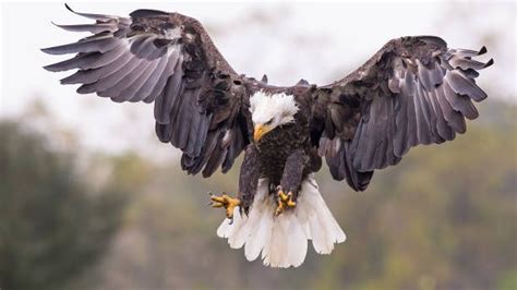 Bald Eagle Hunting in Canada