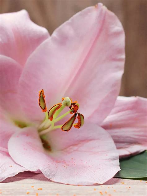 Lilia Lilium Spring Pink 1 Szt Sklep Cebule Pl