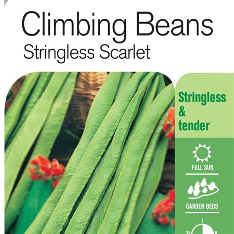 Seed Bean Scarlet Runner Stringless Lushingtons