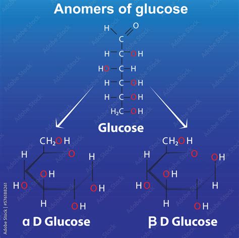 Ring Forms Of Glucose Of Glucose Alpha D Glucose And Beta D Glucose Anomers เวกเตอร์สต็อก