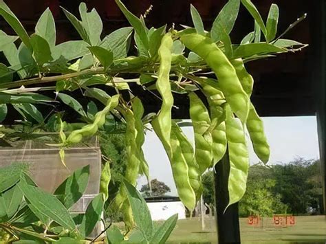 Sementes De Feijão Guandú Fava Larga Resiste A Seca 500gr MercadoLivre