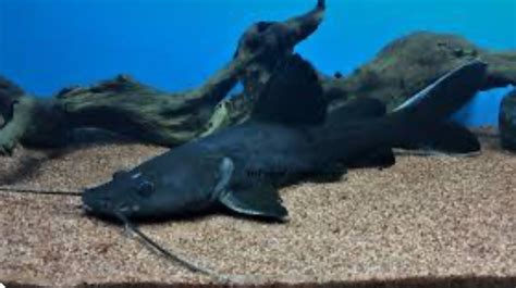 Black Devil Catfish (Hemibagrus Wyckii)10”-12” – DANBURY AQUARIUM