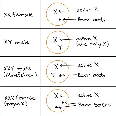 Klinefelter Syndrome Punnett Square