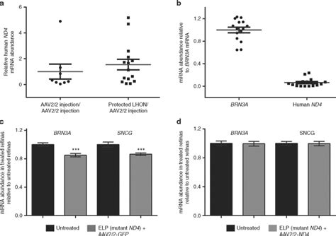 Nuclear Expression Of Mitochondrial Nd4 Leads To The Protein Assembling