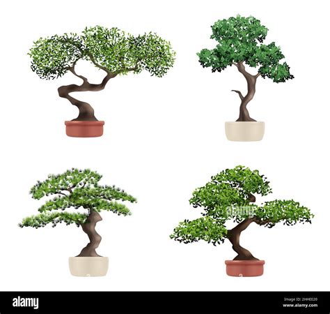 Decorative Tree Bonsai Realistic Botanical Japanese Plants Nature Grown Beautiful Elderly Tree