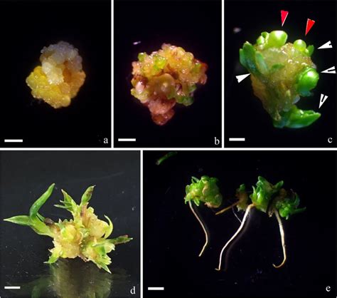 Shoot Organogenesis And Somatic Embryogenesis From Callus Of Lepturus