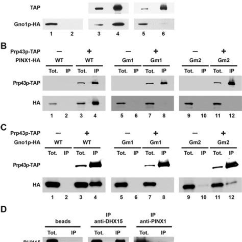 Immunoprecipitation Experiments To Assess The Interactions Of Gno1p Ha