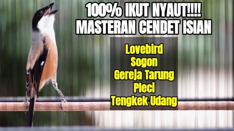 Masteran Suara Cendet Gacor Full Isian Lovebird Gereja Sogon Pleci