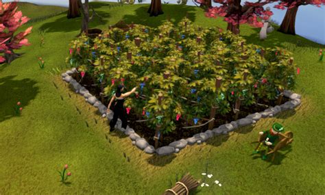 Money making guide/Farming grapevines | RuneScape Wiki | FANDOM powered ...