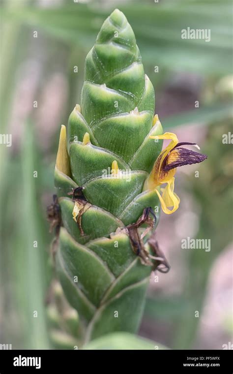 Ginger Flower This Is True Flower Of Edible Ginger Plant Zingiber