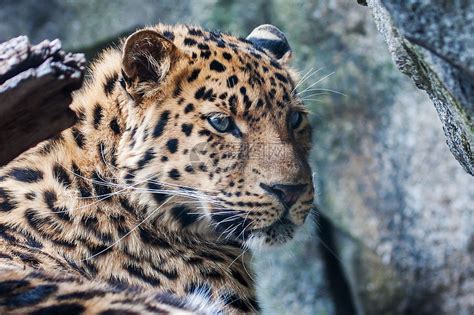 阿穆尔豹 躺在岩石上豹属野生动物动物猫科动物野猫濒危哺乳动物大猫猫科食肉高清图片下载 正版图片322079069 摄图网